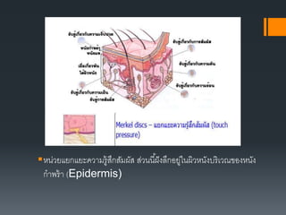 หน่วยแยกแยะความรู้สึกสัมผัส ส่วนนี้ฝังลึกอยู่ในผิวหนังบริเวณของหนัง
กาพร้า (Epidermis)
 