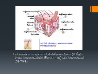 หน่วยแสดงอาการขนลุกจากการรับสัมผัสที่ขนหน่วยรับความรู้สึกนี้อยู่ใน
ผิวหนังบริเวณของหนังกาพร้า (Epidermis)จนถึงบริเวณของหนังแท้
(dermis)
 