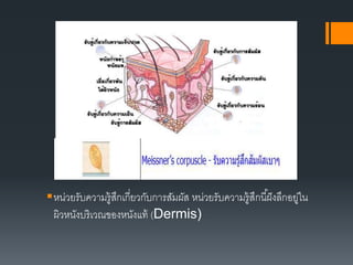หน่วยรับความรู้สึกเกี่ยวกับการสัมผัส หน่วยรับความรู้สึกนี้ฝังลึกอยู่ใน
ผิวหนังบริเวณของหนังแท้ (Dermis)
 