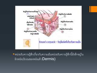 หน่วยรับความรู้สึกเกี่ยวกับความเย็นหน่วยรับความรู้สึกนี้ฝังลึกอยู่ใน
ผิวหนังบริเวณของหนังแท้ (Dermis)
 