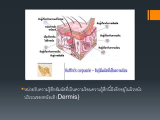 หน่วยรับความรู้สึกสัมผัสที่เป็นความร้อนความรู้สึกนี้ฝังลึกอยู่ในผิวหนัง
บริเวณของหนังแท้ (Dermis)
 