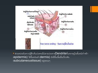  ส่วนหน่วยรับความรู้สึกเจ็บปวดจะมีปลายประสาทDendriteที่แทรกอยู่ในชั้นหนังกาพร้า
(epidermis) ใต้ชั้นหนังแท้ (dermis) ยังมีชั้นเนื้อเยื่อเกี่ยวพัน
(subcutaneoustissue) อยู่หลวมๆ
 