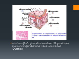 หน่วยรับความรู้สึกเกี่ยวกับการเคลื่อนไหวของข้อต่อจะมีลักษณะคล้ายสอง
ง่ามหน่วยรับความรู้สึกนี้ฝังลึกอยู่ในผิวหนังบริเวณของหนังชั้นแท้
(Dermis)
 