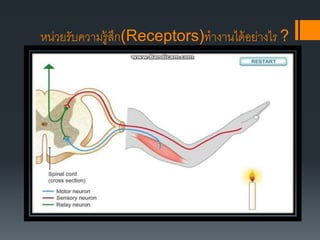 หน่วยรับความรู้สึก(Receptors)ทางานได้อย่างไร ?
 