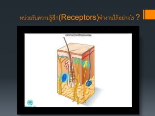 หน่วยรับความรู้สึก(Receptors)ทางานได้อย่างไร ?
 