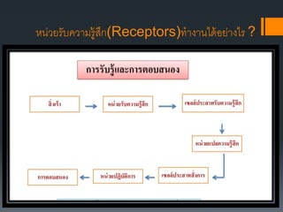 หน่วยรับความรู้สึก(Receptors)ทางานได้อย่างไร ?
 