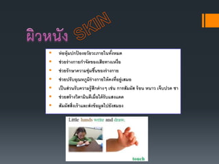  ห่อหุ้มปกป้ องอวัยวะภายในทั้งหมด
 ช่วยร่างกายกาจัดของเสียทางเหงื่อ
 ช่วยรักษาความชุ่มชื้นของร่างกาย
 ช่วยปรับอุณหภูมิร่างกายให้คงที่อยู่เสมอ
 เป็นส่วนรับความรู้สึกต่างๆ เช่น การสัมผัส ร้อน หนาว เจ็บปวด ชา
 ช่วยสร้างวิตามินดีเมื่อได้รับแสงแดด
 สัมผัสสิ่งเร้าและส่งข้อมูลไปยังสมอง
 