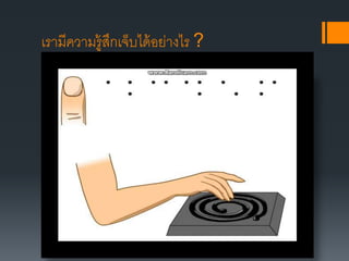 เรามีความรู้สึกเจ็บได้อย่างไร ?
 