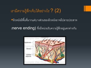ผิวหนังมีพื้นที่มากแต่บางส่วนของผิวหนังอาจมีปลายประสาท
(nerve ending) ซึ่งมีหน่วยรับความรู้สึกอยู่แตกต่างกัน
เรามีความรู้สึกเจ็บได้อย่างไร ? (2)
 