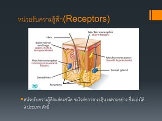 หน่วยรับความรู้สึก(Receptors)
หน่วยรับความรู้สึกแต่ละชนิด จะไวต่อการกระตุ้น เฉพาะอย่าง ซึ่งแบ่งได้
9 ประเภท ดังนี้
 