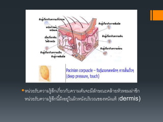 หน่วยรับความรู้สึกเกี่ยวกับความดันจะมีลักษณะคล้ายหัวหอมผ่าซีก
หน่วยรับความรู้สึกนี้ฝังอยู่ในผิวหนังบริเวณของหนังแท้ (dermis)
 