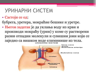 УРИНАРНИ СИСТЕМ
• Састоји се од:
бубрега, уретера, мокраћне бешике и уретре.
• Његов задатак је да уклања воду из крви и
производи мокраћу (урин) у коме су растворени
разни отпадни молекули и сувишни јони који се
заједно са вишком воде елиминише из тела.
 