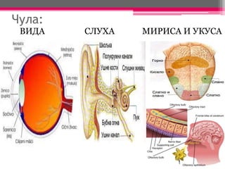 Чула:
ВИДА СЛУХА МИРИСА И УКУСА
 