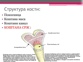 Структура кости:
• Покосница
• Коштана маса
• Коштани канал
• КОШТАНА СРЖ :
 