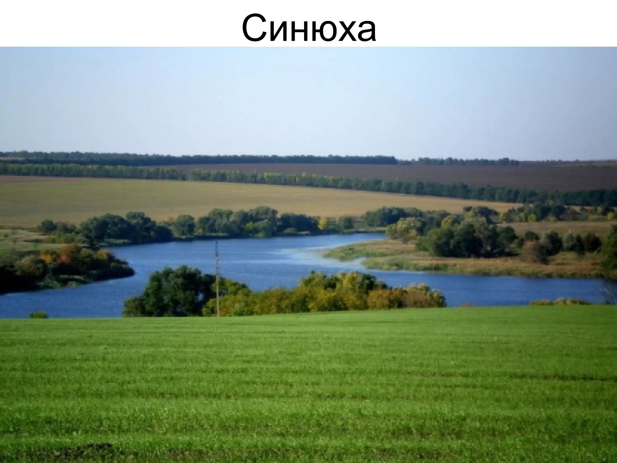 Синюха
 