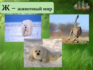 Ж – животный мир
 
