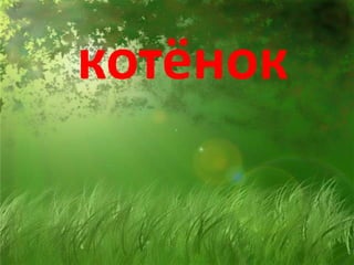 котёнок
 