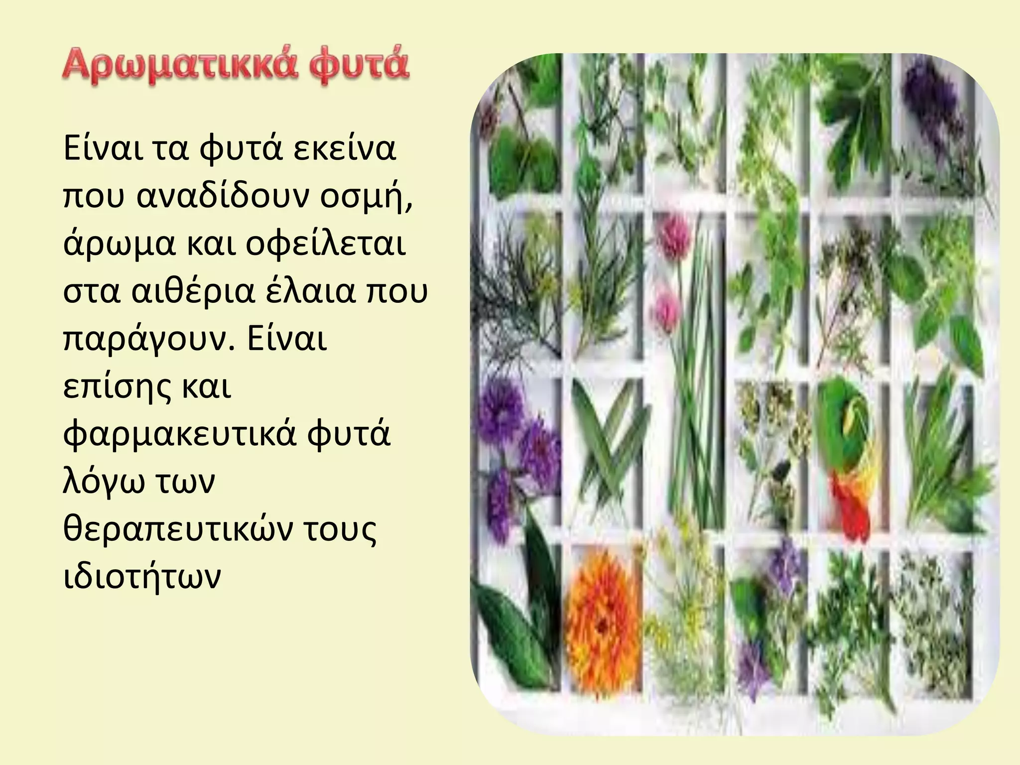 Είναι τα φυτά εκείνα
που αναδίδουν οσμή,
άρωμα και οφείλεται
στα αιθέρια έλαια που
παράγουν. Είναι
επίσης και
φαρμακευτικά φυτά
λόγω των
θεραπευτικών τους
ιδιοτήτων
 