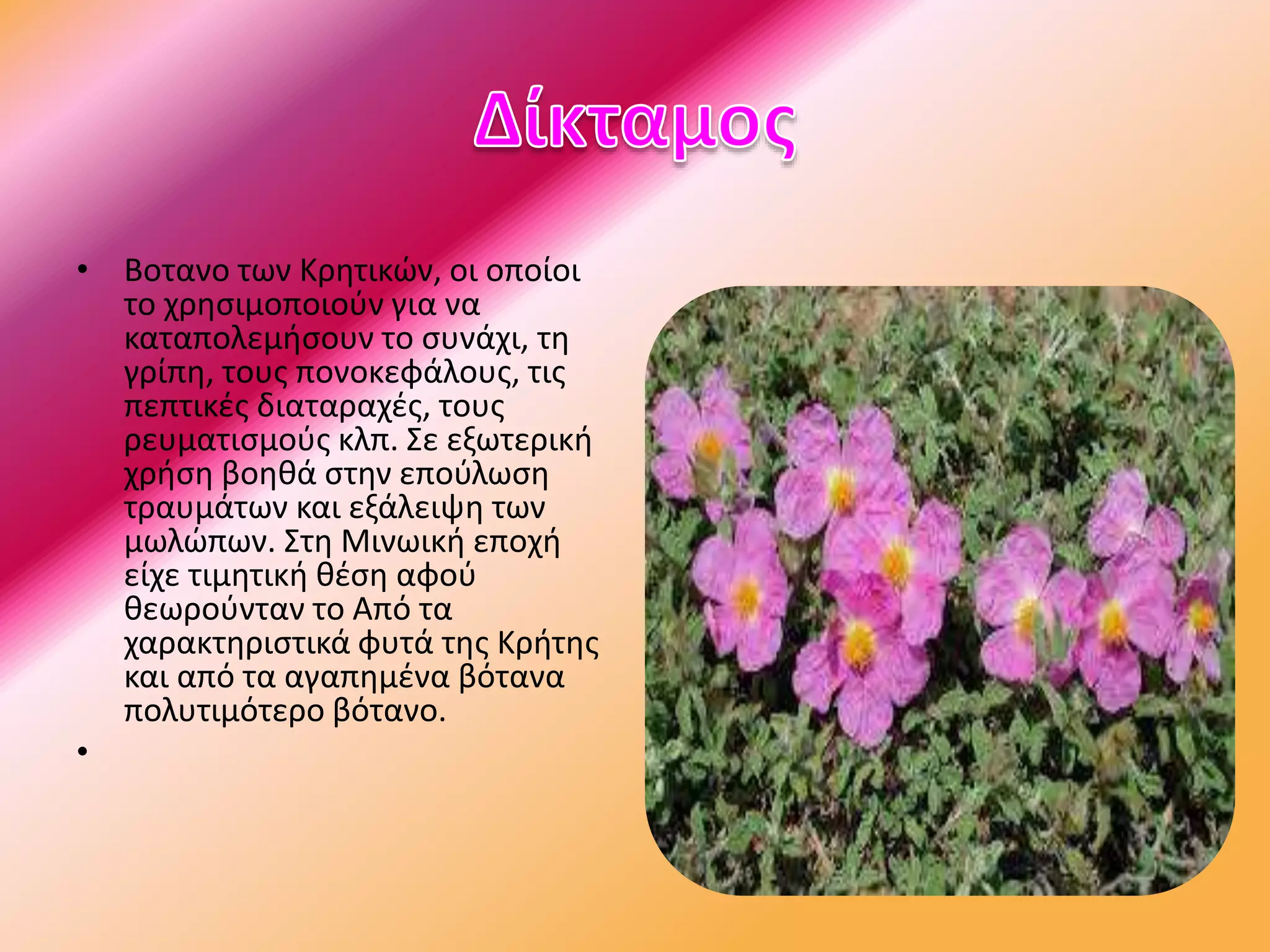 • Βοτανο των Κρητικών, οι οποίοι
το χρησιμοποιούν για να
καταπολεμήσουν το συνάχι, τη
γρίπη, τους πονοκεφάλους, τις
πεπτικές διαταραχές, τους
ρευματισμούς κλπ. Σε εξωτερική
χρήση βοηθά στην επούλωση
τραυμάτων και εξάλειψη των
μωλώπων. Στη Μινωική εποχή
είχε τιμητική θέση αφού
θεωρούνταν το Από τα
χαρακτηριστικά φυτά της Κρήτης
και από τα αγαπημένα βότανα
πολυτιμότερο βότανο.
•
 