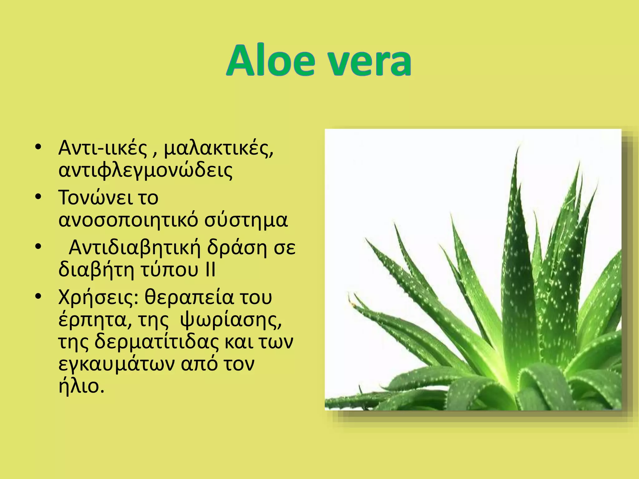 • Αντι-ιικές , μαλακτικές,
αντιφλεγμονώδεις
• Τονώνει το
ανοσοποιητικό σύστημα
• Αντιδιαβητική δράση σε
διαβήτη τύπου ΙΙ
• Χρήσεις: θεραπεία του
έρπητα, της ψωρίασης,
της δερματίτιδας και των
εγκαυμάτων από τον
ήλιο.
 
