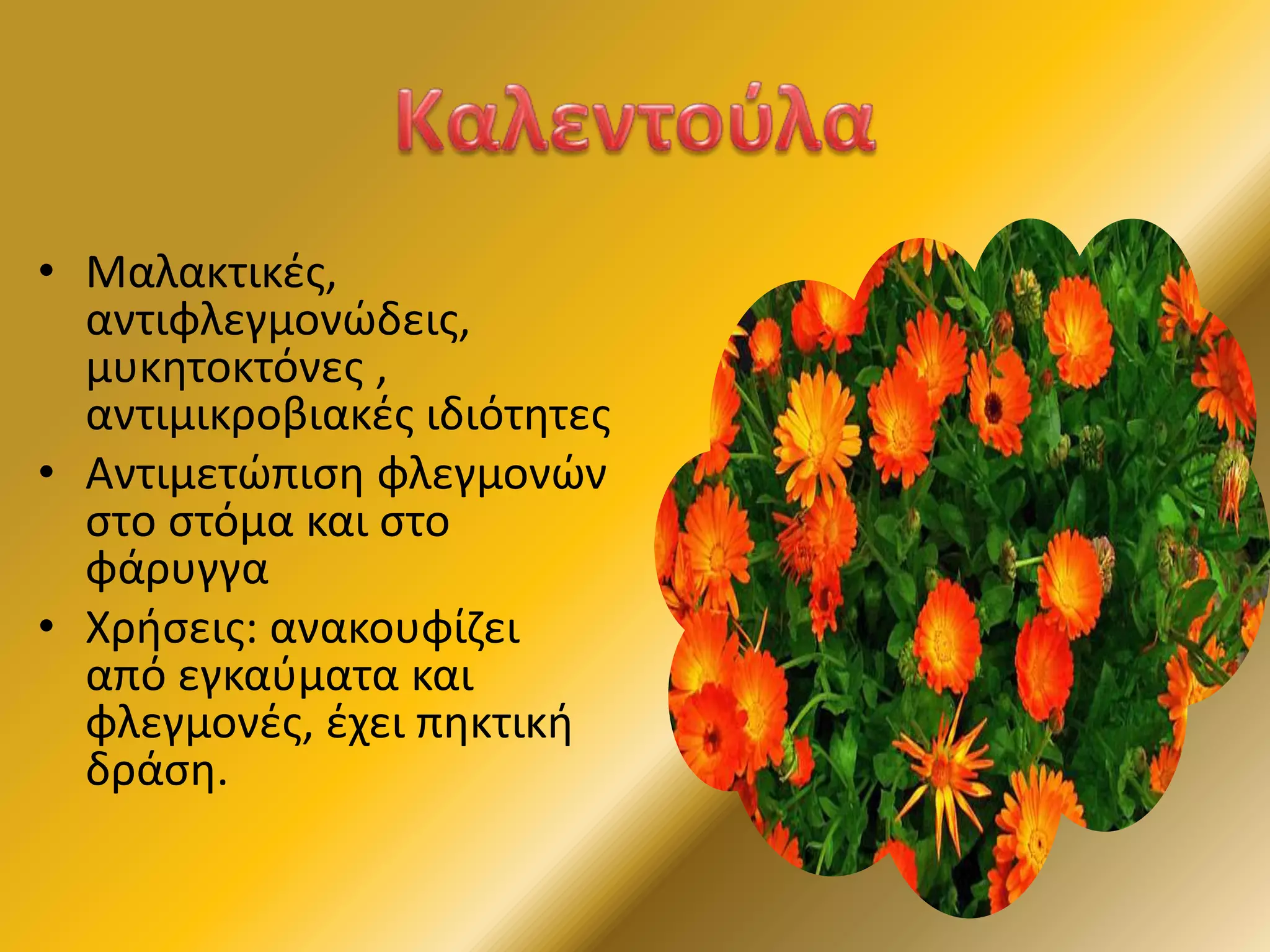 • Μαλακτικές,
αντιφλεγμονώδεις,
μυκητοκτόνες ,
αντιμικροβιακές ιδιότητες
• Αντιμετώπιση φλεγμονών
στο στόμα και στο
φάρυγγα
• Χρήσεις: ανακουφίζει
από εγκαύματα και
φλεγμονές, έχει πηκτική
δράση.
 