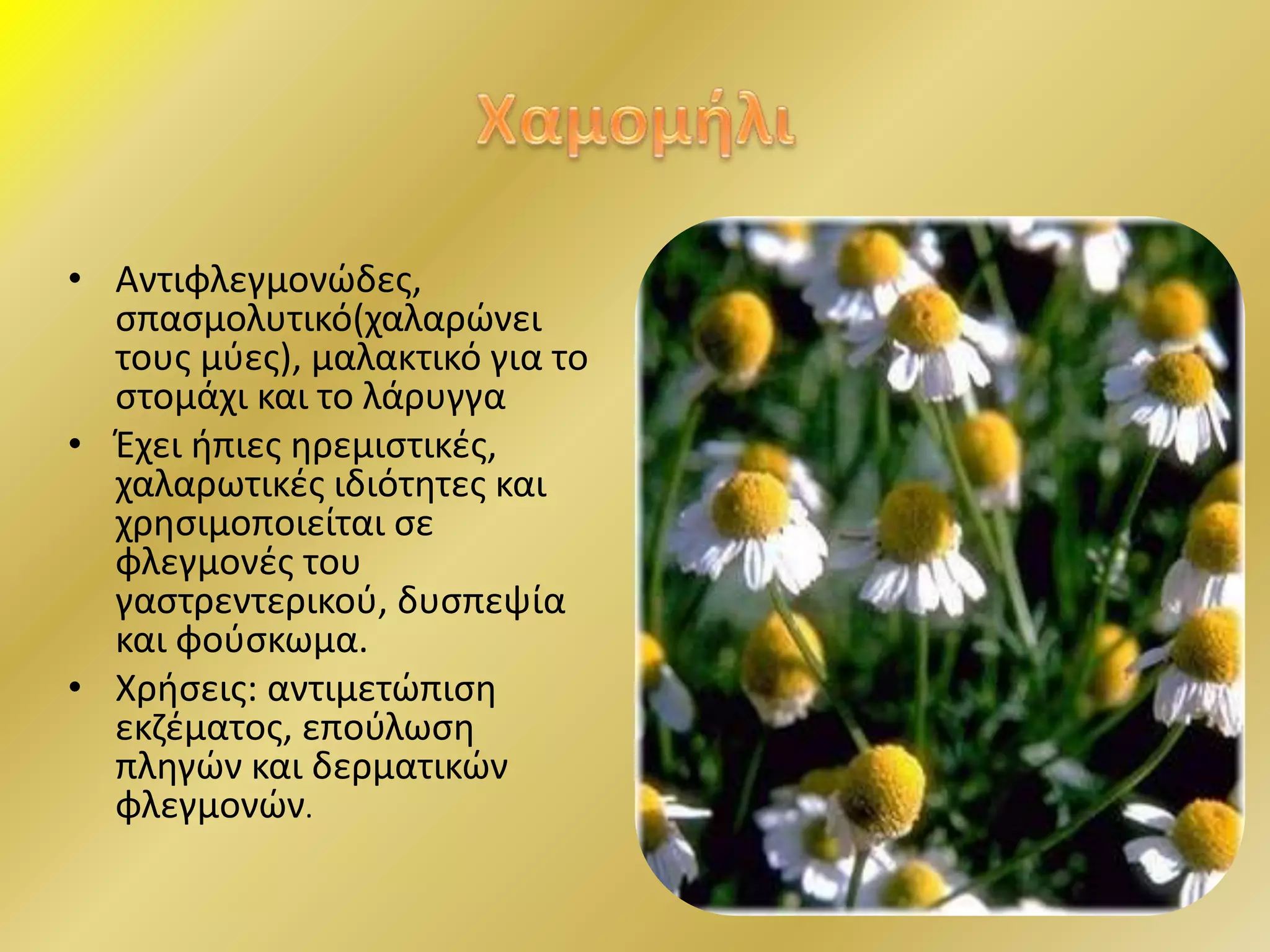 • Αντιφλεγμονώδες,
σπασμολυτικό(χαλαρώνει
τους μύες), μαλακτικό για το
στομάχι και το λάρυγγα
• Έχει ήπιες ηρεμιστικές,
χαλαρωτικές ιδιότητες και
χρησιμοποιείται σε
φλεγμονές του
γαστρεντερικού, δυσπεψία
και φούσκωμα.
• Χρήσεις: αντιμετώπιση
εκζέματος, επούλωση
πληγών και δερματικών
φλεγμονών.
 