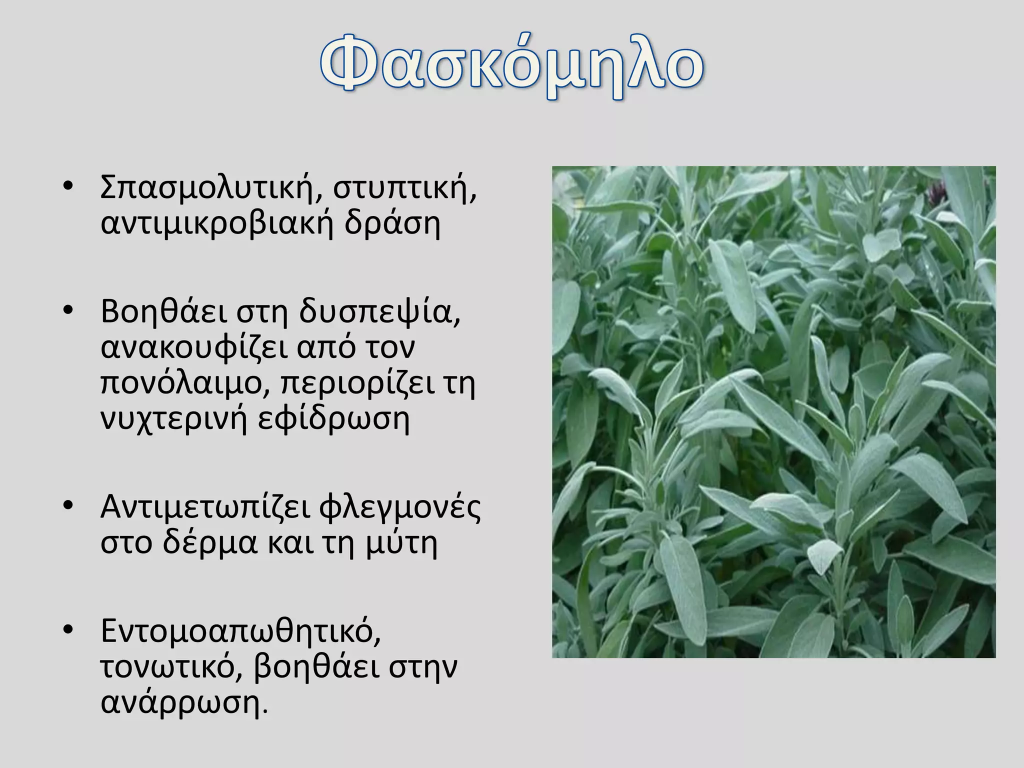 • Σπασμολυτική, στυπτική,
αντιμικροβιακή δράση
• Βοηθάει στη δυσπεψία,
ανακουφίζει από τον
πονόλαιμο, περιορίζει τη
νυχτερινή εφίδρωση
• Αντιμετωπίζει φλεγμονές
στο δέρμα και τη μύτη
• Εντομοαπωθητικό,
τονωτικό, βοηθάει στην
ανάρρωση.
 