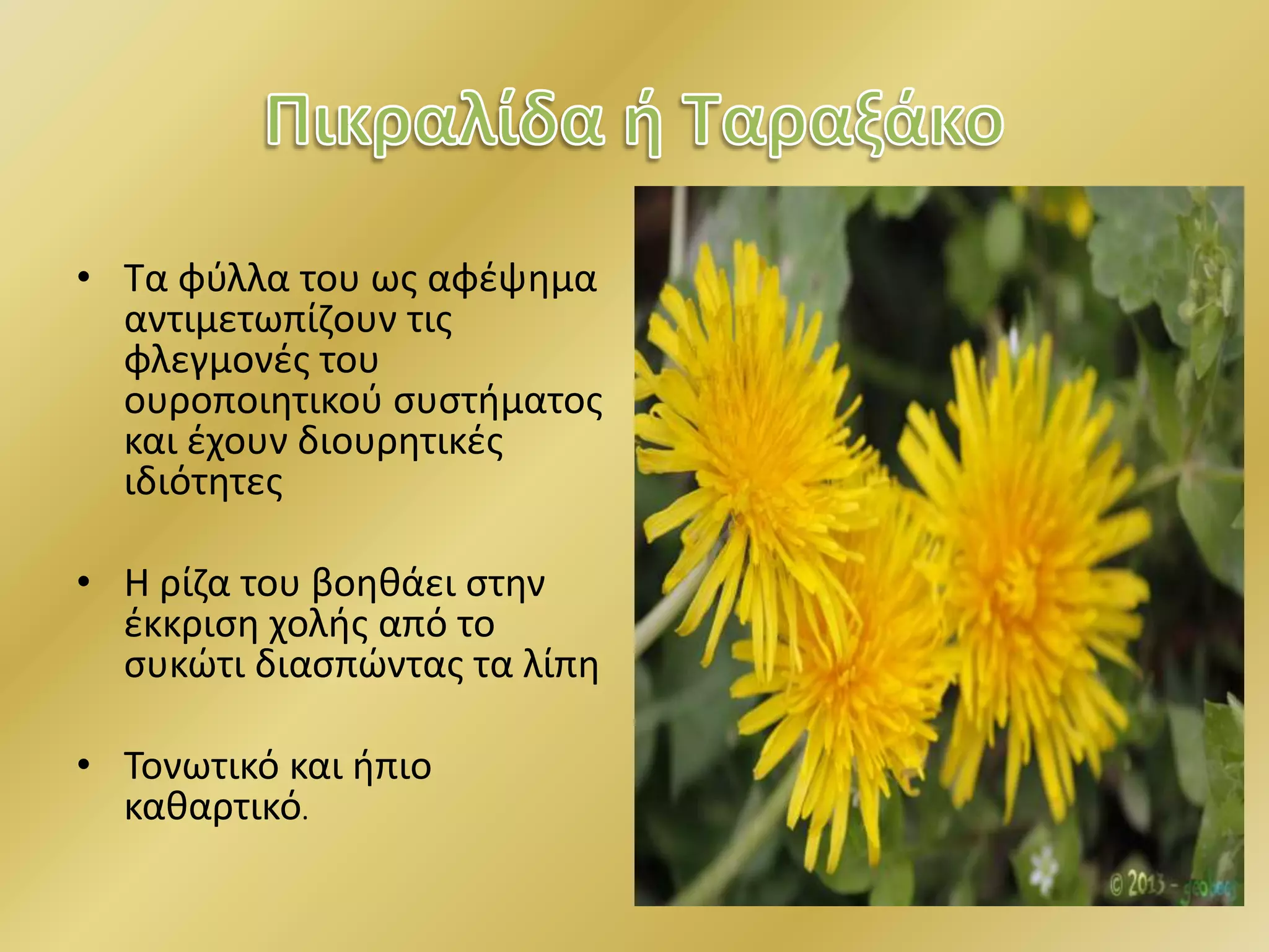 • Τα φύλλα του ως αφέψημα
αντιμετωπίζουν τις
φλεγμονές του
ουροποιητικού συστήματος
και έχουν διουρητικές
ιδιότητες
• Η ρίζα του βοηθάει στην
έκκριση χολής από το
συκώτι διασπώντας τα λίπη
• Τονωτικό και ήπιο
καθαρτικό.
 