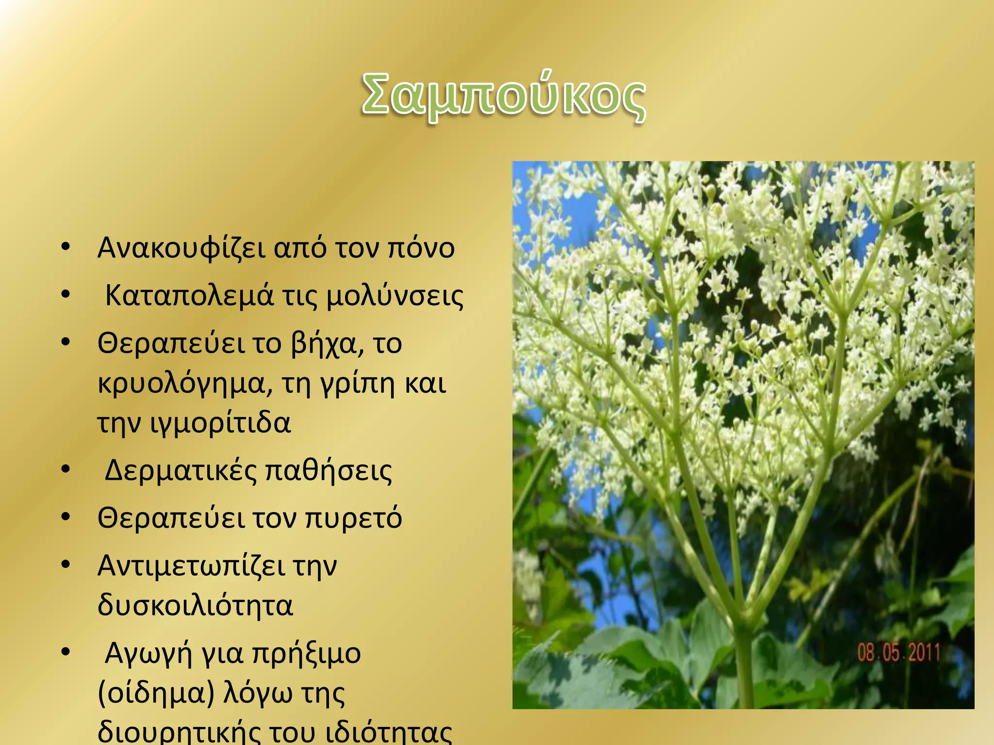 • Ανακουφίζει από τον πόνο
• Καταπολεμά τις μολύνσεις
• Θεραπεύει το βήχα, το
κρυολόγημα, τη γρίπη και
την ιγμορίτιδα
• Δερματικές παθήσεις
• Θεραπεύει τον πυρετό
• Αντιμετωπίζει την
δυσκοιλιότητα
• Αγωγή για πρήξιμο
(οίδημα) λόγω της
διουρητικής του ιδιότητας
 