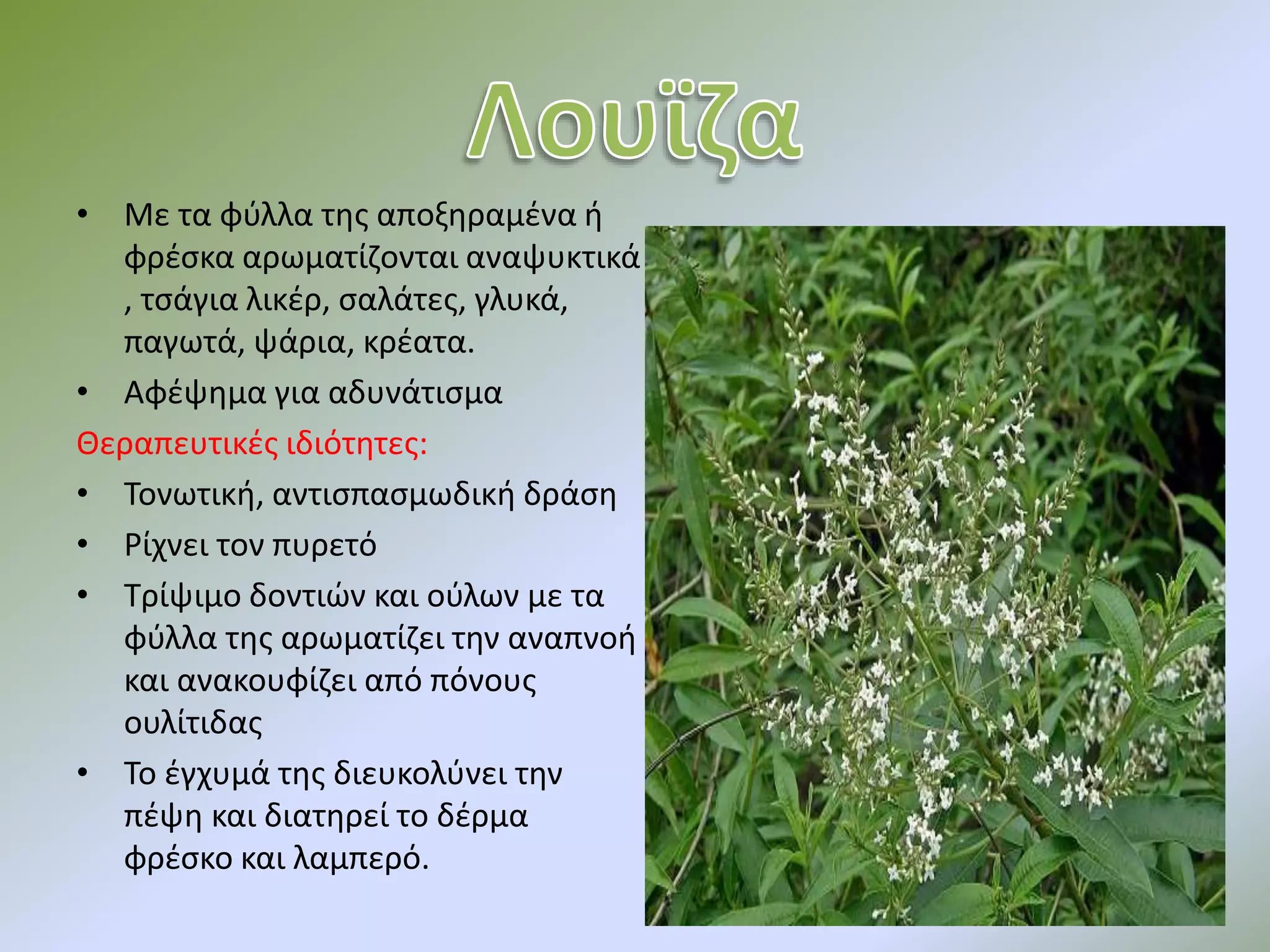 • Με τα φύλλα της αποξηραμένα ή
φρέσκα αρωματίζονται αναψυκτικά
, τσάγια λικέρ, σαλάτες, γλυκά,
παγωτά, ψάρια, κρέατα.
• Αφέψημα για αδυνάτισμα
Θεραπευτικές ιδιότητες:
• Τονωτική, αντισπασμωδική δράση
• Ρίχνει τον πυρετό
• Τρίψιμο δοντιών και ούλων με τα
φύλλα της αρωματίζει την αναπνοή
και ανακουφίζει από πόνους
ουλίτιδας
• Το έγχυμά της διευκολύνει την
πέψη και διατηρεί το δέρμα
φρέσκο και λαμπερό.
 