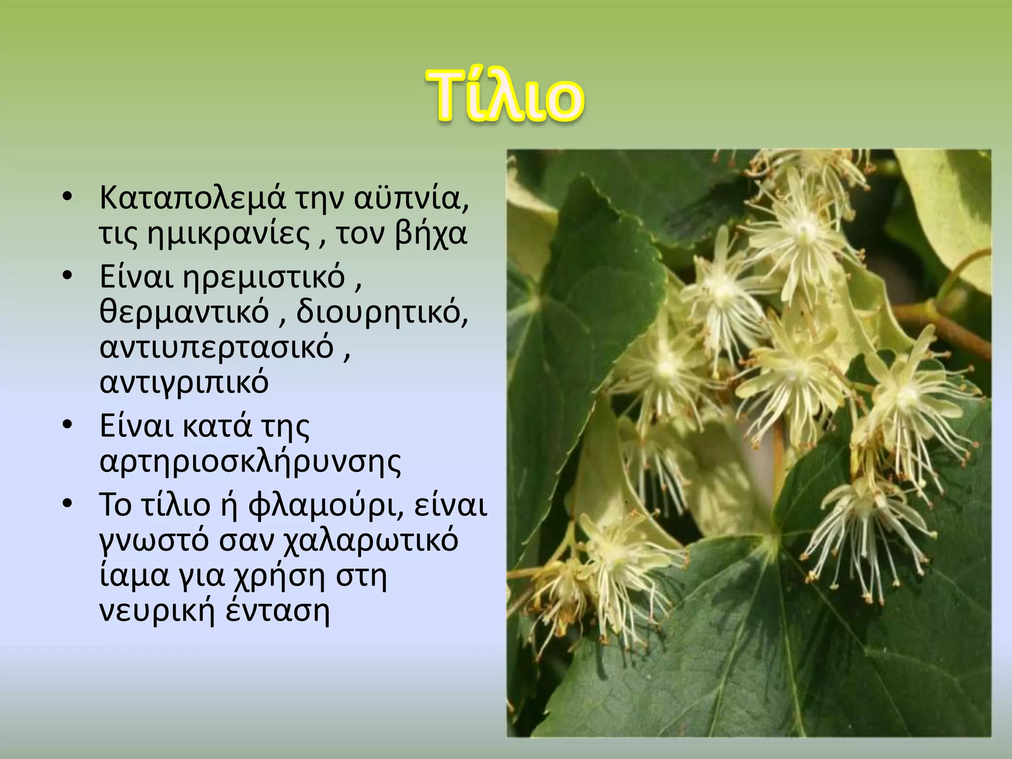 • Καταπολεμά την αϋπνία,
τις ημικρανίες , τον βήχα
• Είναι ηρεμιστικό ,
θερμαντικό , διουρητικό,
αντιυπερτασικό ,
αντιγριπικό
• Είναι κατά της
αρτηριοσκλήρυνσης
• Το τίλιο ή φλαμούρι, είναι
γνωστό σαν χαλαρωτικό
ίαμα για χρήση στη
νευρική ένταση
 