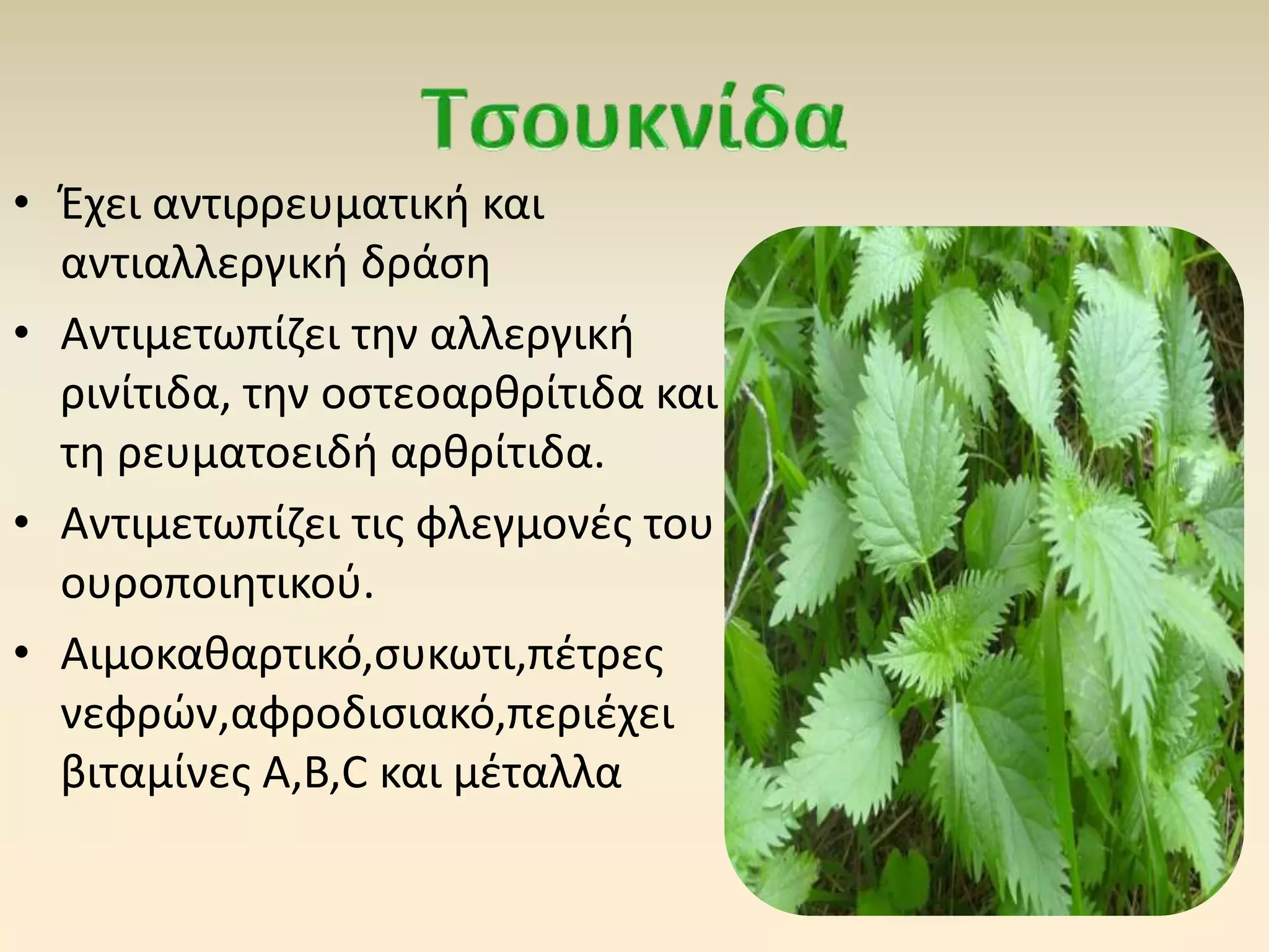 • Έχει αντιρρευματική και
αντιαλλεργική δράση
• Αντιμετωπίζει την αλλεργική
ρινίτιδα, την οστεοαρθρίτιδα και
τη ρευματοειδή αρθρίτιδα.
• Αντιμετωπίζει τις φλεγμονές του
ουροποιητικού.
• Αιμοκαθαρτικό,συκωτι,πέτρες
νεφρών,αφροδισιακό,περιέχει
βιταμίνες Α,Β,C και μέταλλα
 