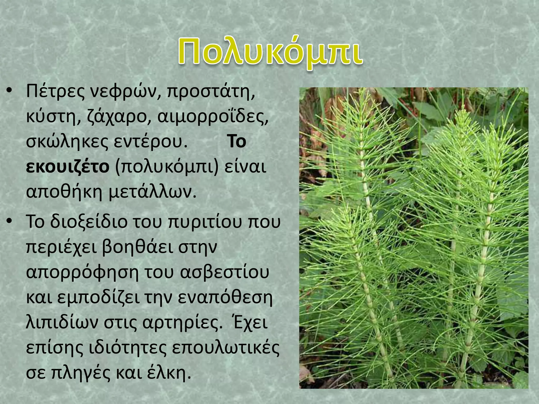 • Πέτρες νεφρών, προστάτη,
κύστη, ζάχαρο, αιμορροΐδες,
σκώληκες εντέρου. Το
εκουιζέτο (πολυκόμπι) είναι
αποθήκη μετάλλων.
• Το διοξείδιο του πυριτίου που
περιέχει βοηθάει στην
απορρόφηση του ασβεστίου
και εμποδίζει την εναπόθεση
λιπιδίων στις αρτηρίες. Έχει
επίσης ιδιότητες επουλωτικές
σε πληγές και έλκη.
 