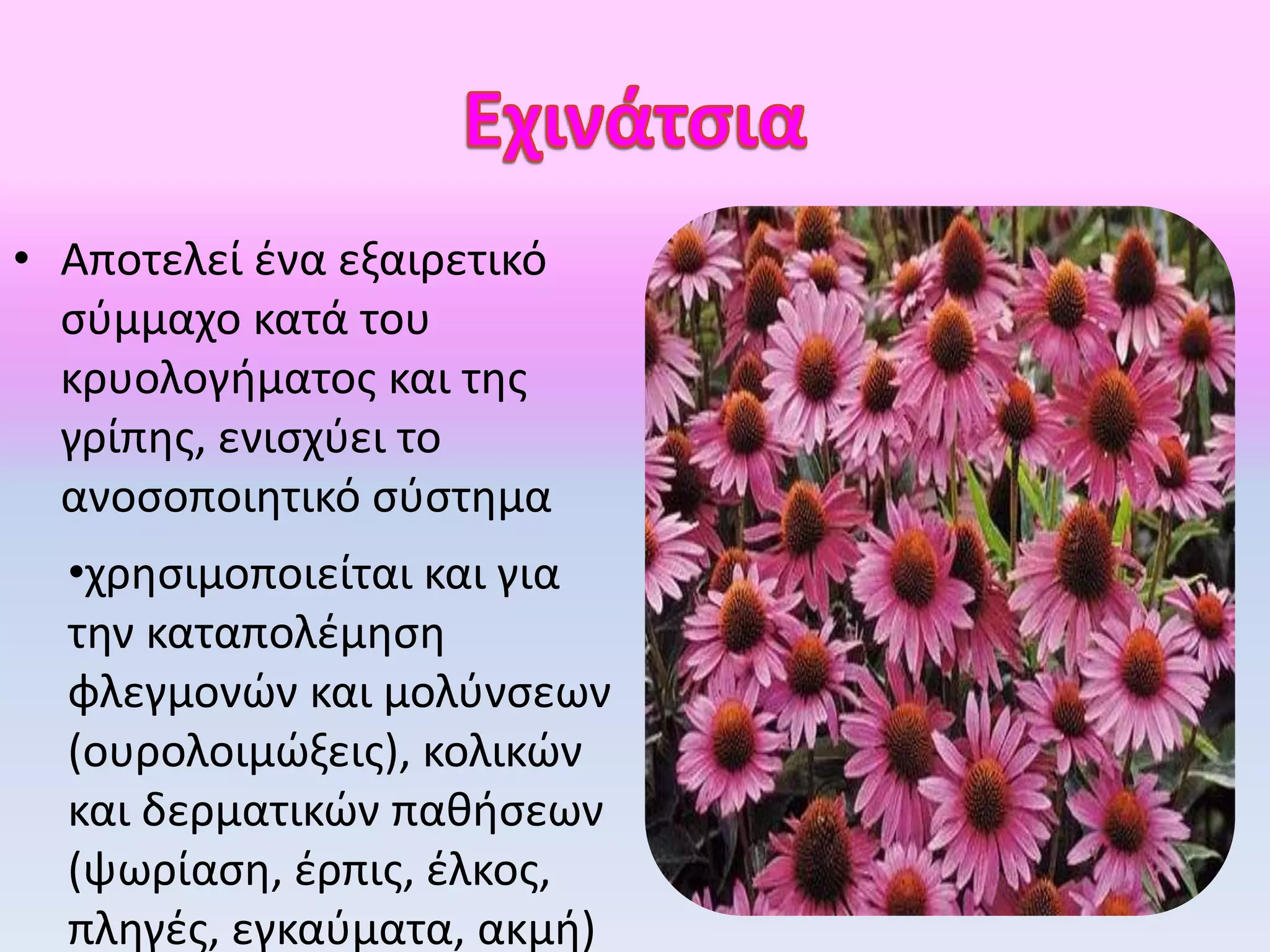 • Αποτελεί ένα εξαιρετικό
σύμμαχο κατά του
κρυολογήματος και της
γρίπης, ενισχύει το
ανοσοποιητικό σύστημα
•χρησιμοποιείται και για
την καταπολέμηση
φλεγμονών και μολύνσεων
(ουρολοιμώξεις), κολικών
και δερματικών παθήσεων
(ψωρίαση, έρπις, έλκος,
πληγές, εγκαύματα, ακμή)
 