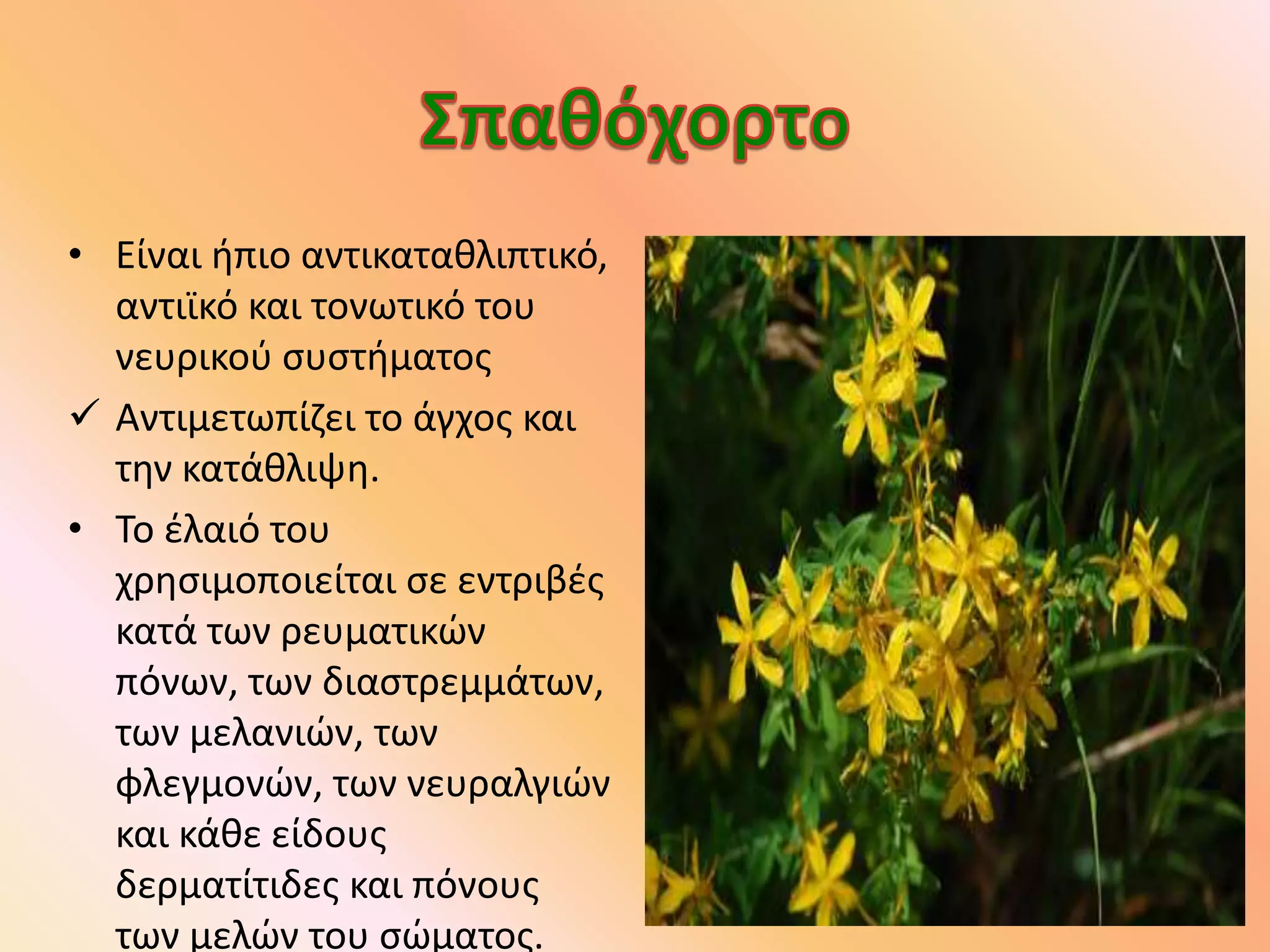 • Είναι ήπιο αντικαταθλιπτικό,
αντιϊκό και τονωτικό του
νευρικού συστήματος
 Αντιμετωπίζει το άγχος και
την κατάθλιψη.
• Το έλαιό του
χρησιμοποιείται σε εντριβές
κατά των ρευματικών
πόνων, των διαστρεμμάτων,
των μελανιών, των
φλεγμονών, των νευραλγιών
και κάθε είδους
δερματίτιδες και πόνους
των μελών του σώματος.
 