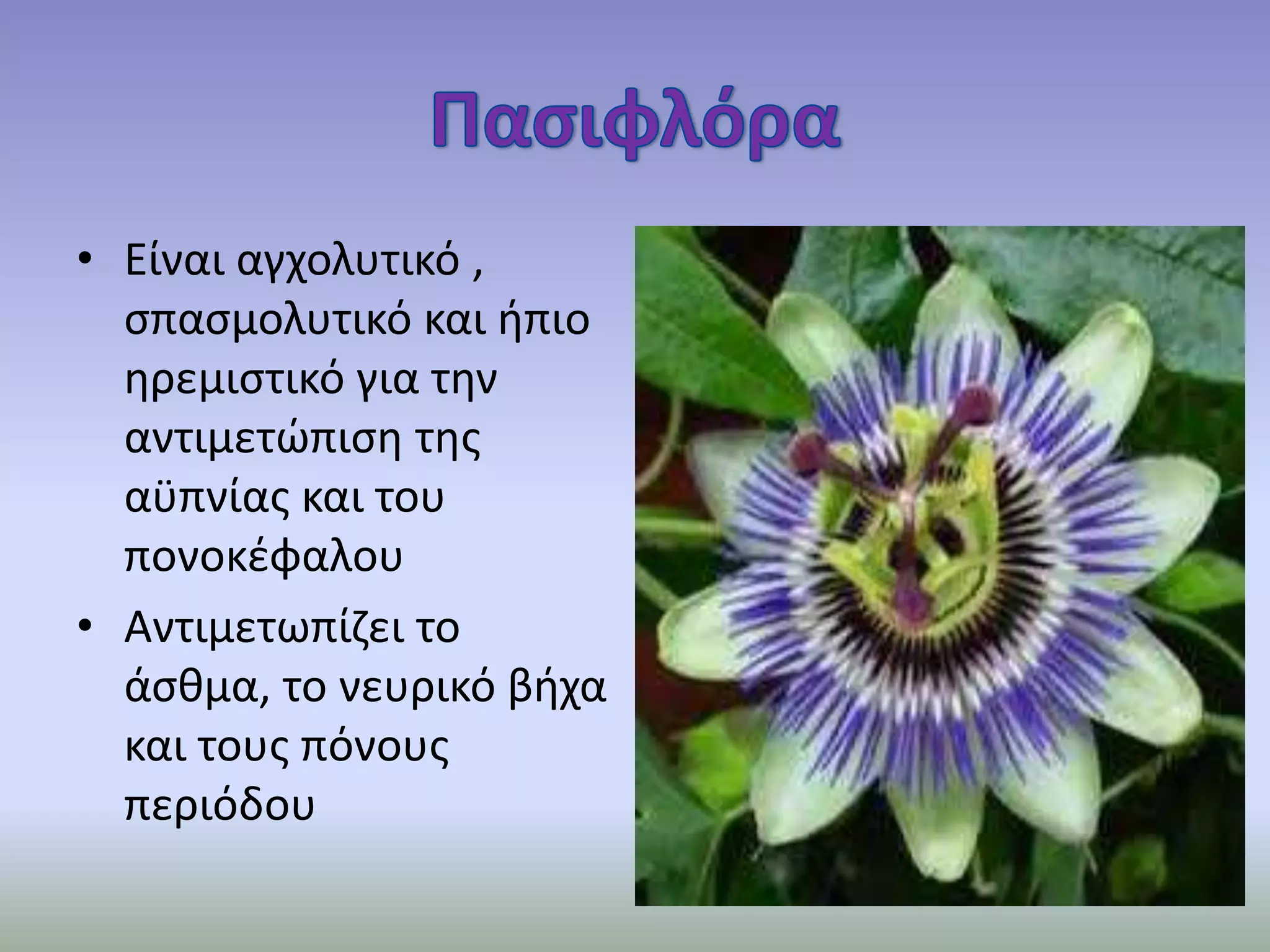 • Είναι αγχολυτικό ,
σπασμολυτικό και ήπιο
ηρεμιστικό για την
αντιμετώπιση της
αϋπνίας και του
πονοκέφαλου
• Αντιμετωπίζει το
άσθμα, το νευρικό βήχα
και τους πόνους
περιόδου
 