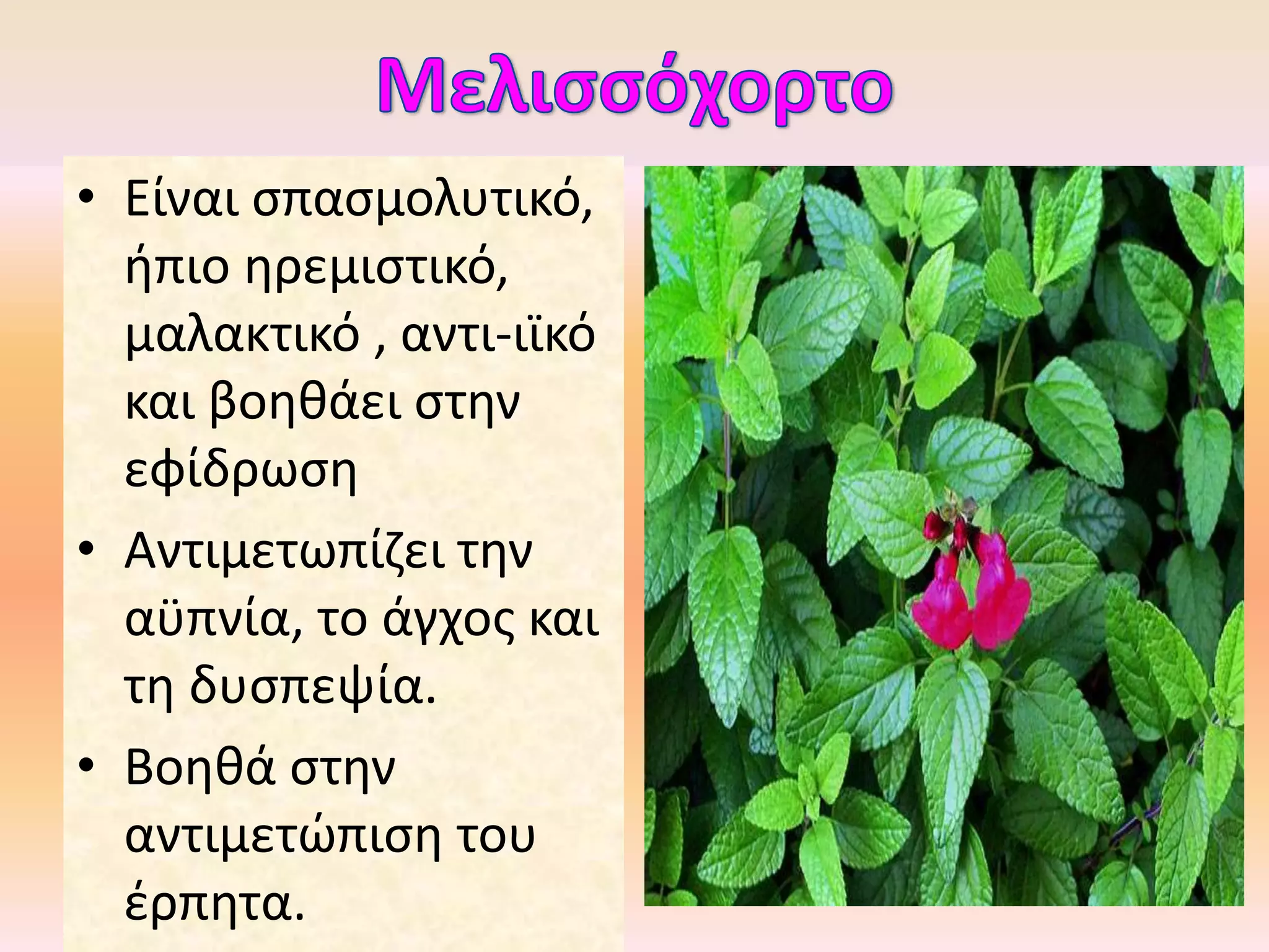 • Είναι σπασμολυτικό,
ήπιο ηρεμιστικό,
μαλακτικό , αντι-ιϊκό
και βοηθάει στην
εφίδρωση
• Αντιμετωπίζει την
αϋπνία, το άγχος και
τη δυσπεψία.
• Βοηθά στην
αντιμετώπιση του
έρπητα.
 