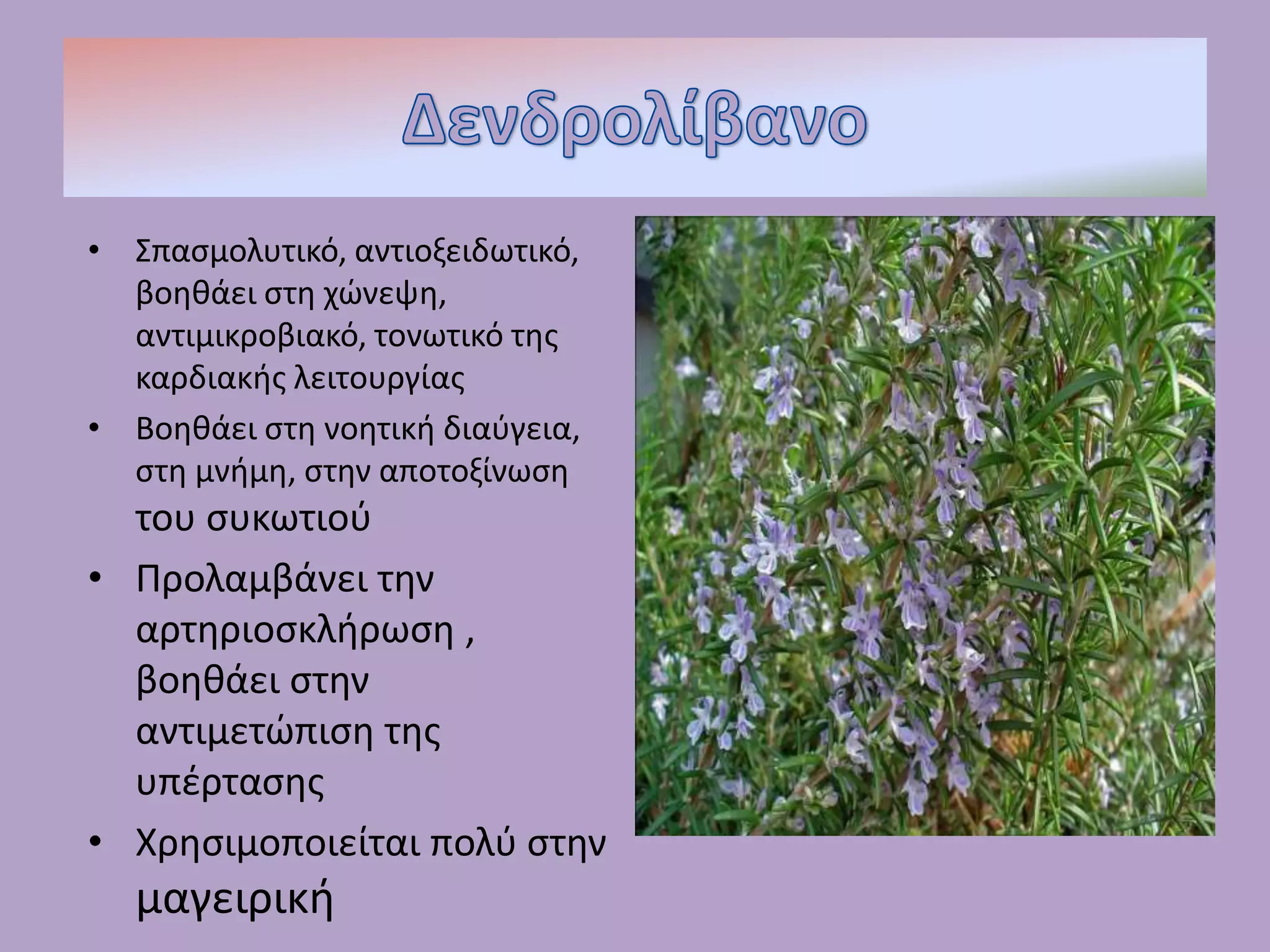 • Σπασμολυτικό, αντιοξειδωτικό,
βοηθάει στη χώνεψη,
αντιμικροβιακό, τονωτικό της
καρδιακής λειτουργίας
• Βοηθάει στη νοητική διαύγεια,
στη μνήμη, στην αποτοξίνωση
του συκωτιού
• Προλαμβάνει την
αρτηριοσκλήρωση ,
βοηθάει στην
αντιμετώπιση της
υπέρτασης
• Χρησιμοποιείται πολύ στην
μαγειρική
 