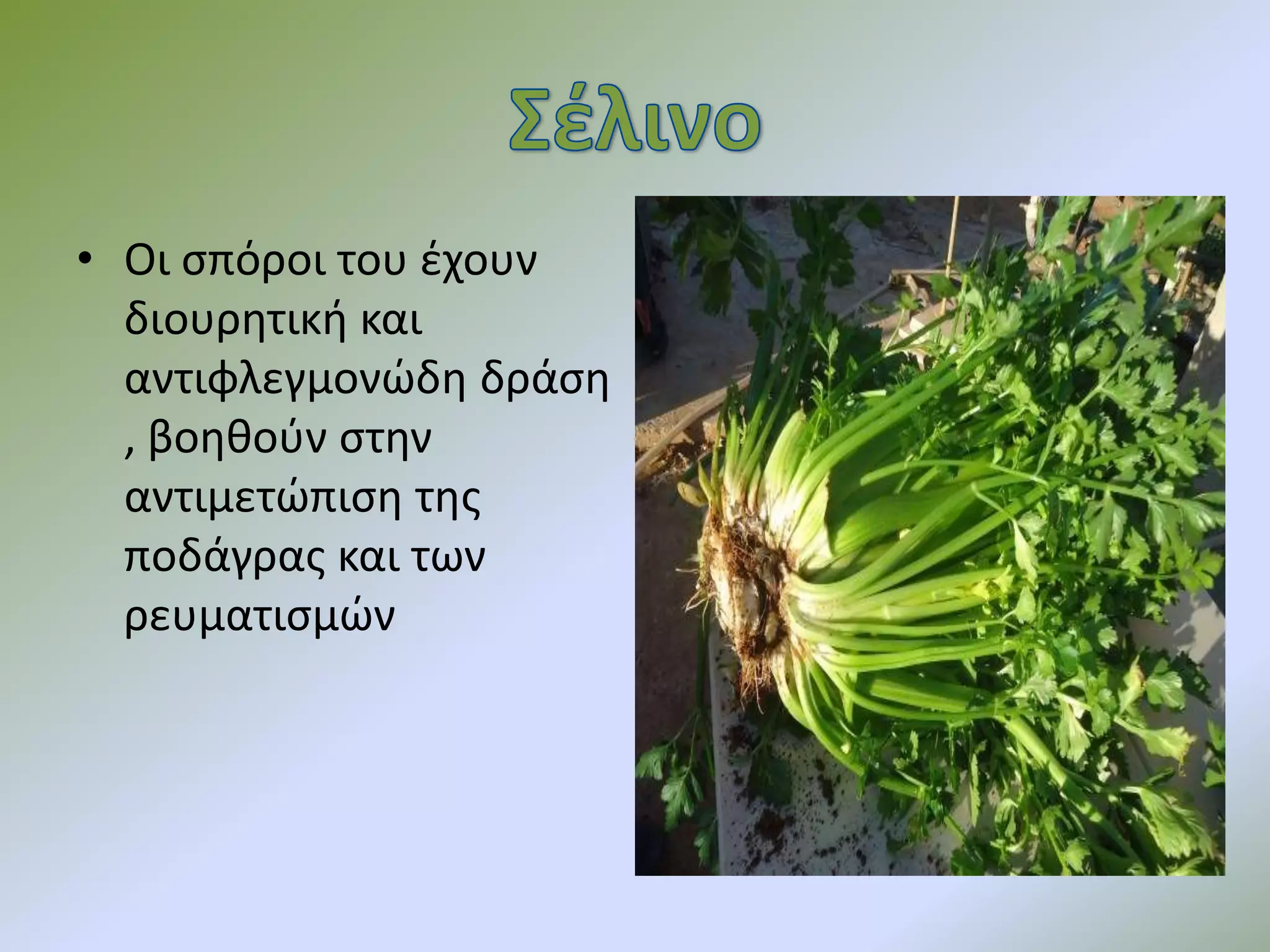 • Οι σπόροι του έχουν
διουρητική και
αντιφλεγμονώδη δράση
, βοηθούν στην
αντιμετώπιση της
ποδάγρας και των
ρευματισμών
 