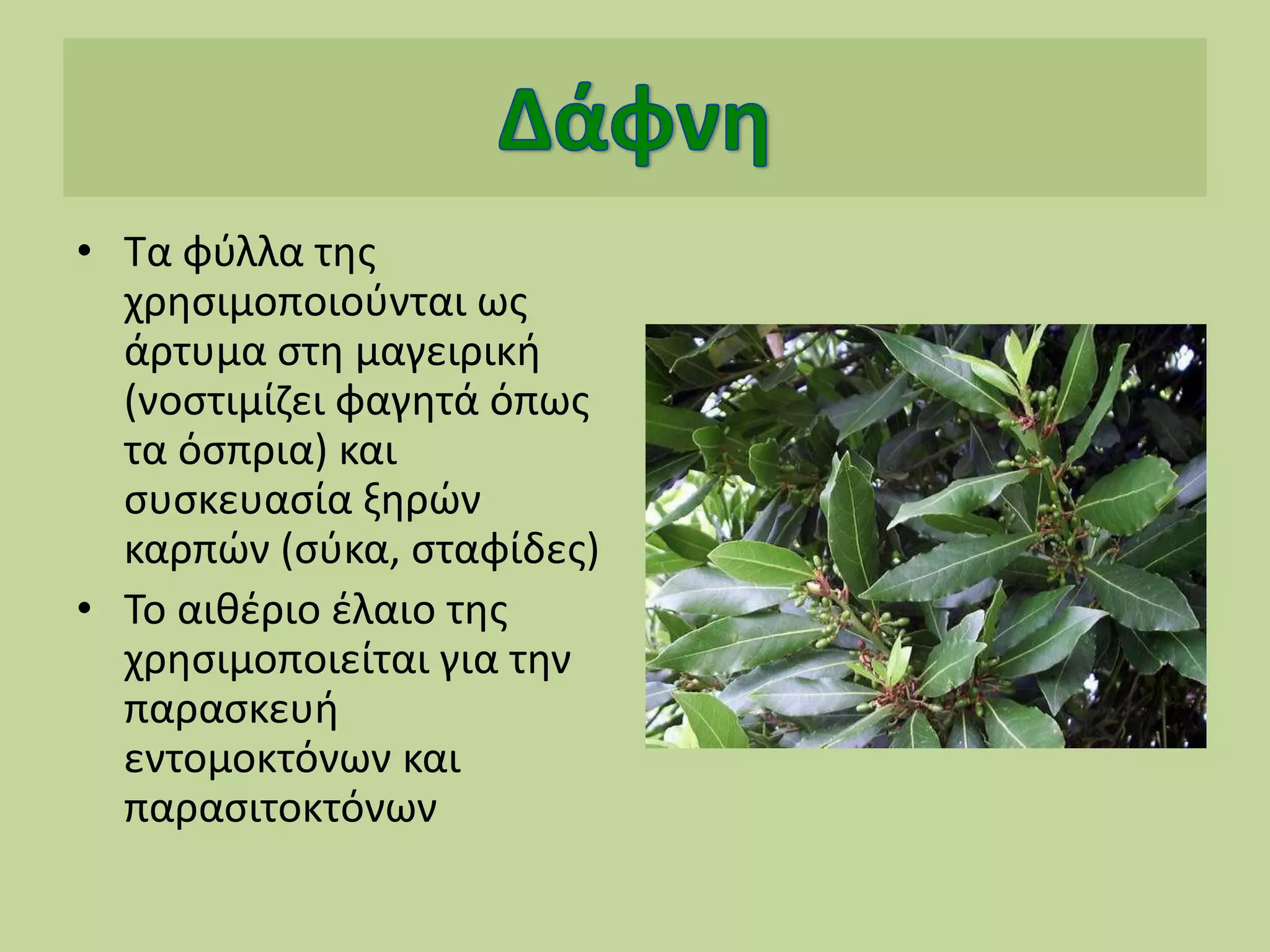 • Τα φύλλα της
χρησιμοποιούνται ως
άρτυμα στη μαγειρική
(νοστιμίζει φαγητά όπως
τα όσπρια) και
συσκευασία ξηρών
καρπών (σύκα, σταφίδες)
• Το αιθέριο έλαιο της
χρησιμοποιείται για την
παρασκευή
εντομοκτόνων και
παρασιτοκτόνων
 