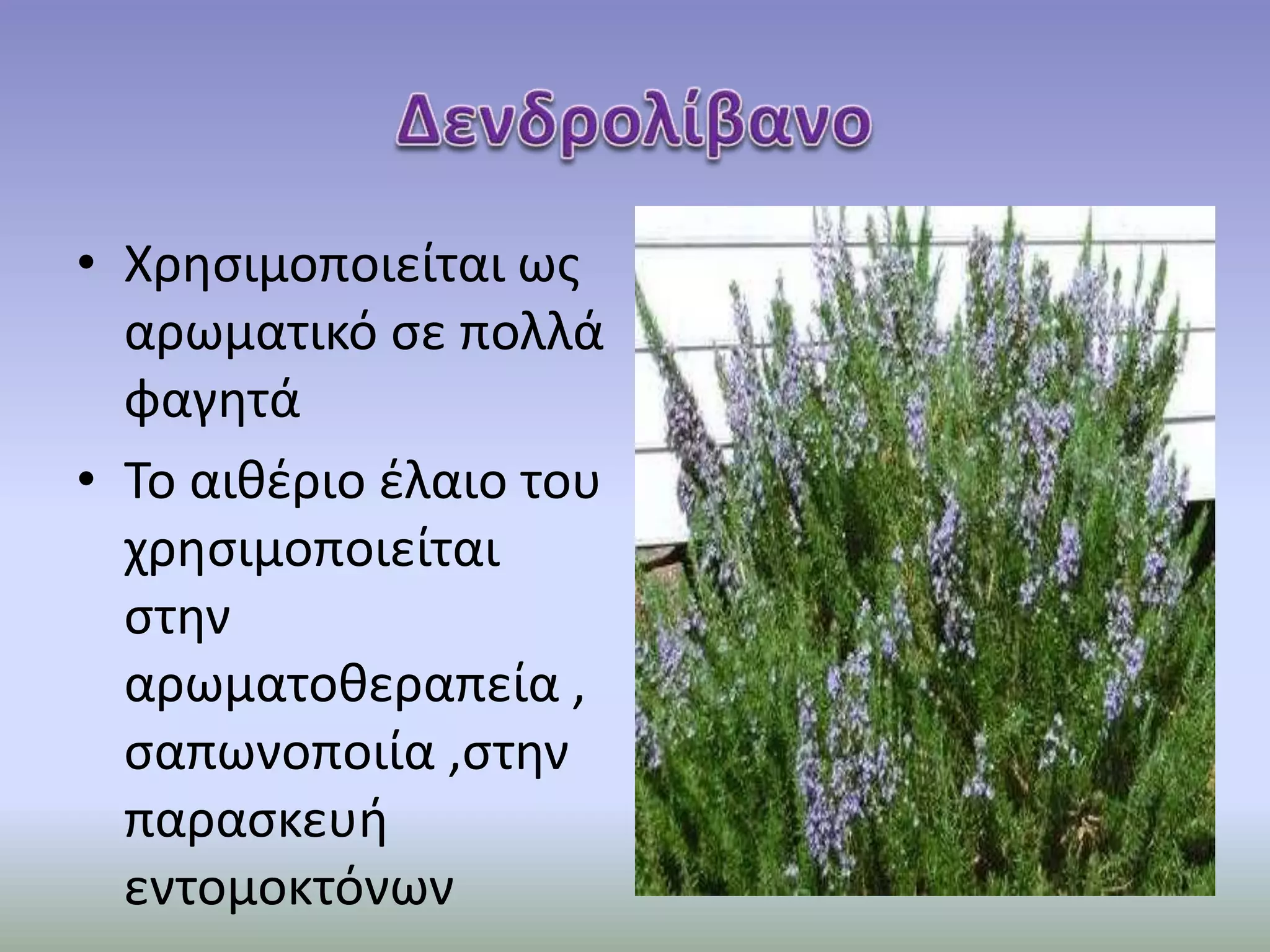 • Χρησιμοποιείται ως
αρωματικό σε πολλά
φαγητά
• Το αιθέριο έλαιο του
χρησιμοποιείται
στην
αρωματοθεραπεία ,
σαπωνοποιία ,στην
παρασκευή
εντομοκτόνων
 