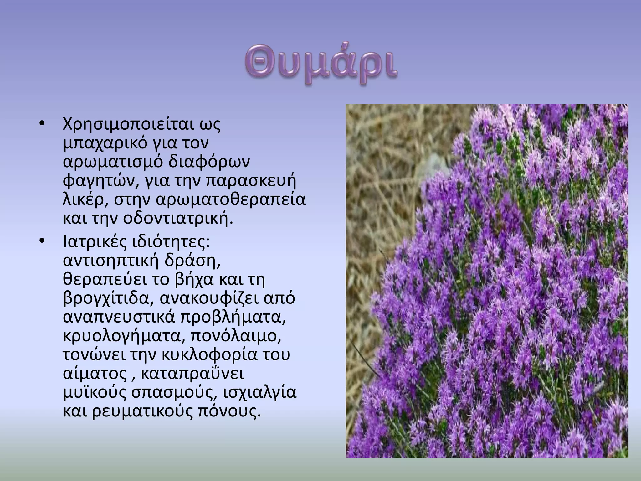 • Χρησιμοποιείται ως
μπαχαρικό για τον
αρωματισμό διαφόρων
φαγητών, για την παρασκευή
λικέρ, στην αρωματοθεραπεία
και την οδοντιατρική.
• Ιατρικές ιδιότητες:
αντισηπτική δράση,
θεραπεύει το βήχα και τη
βρογχίτιδα, ανακουφίζει από
αναπνευστικά προβλήματα,
κρυολογήματα, πονόλαιμο,
τονώνει την κυκλοφορία του
αίματος , καταπραΰνει
μυϊκούς σπασμούς, ισχιαλγία
και ρευματικούς πόνους.
 