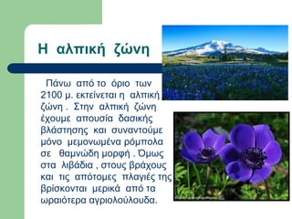 Η αλπική ζώνη
Πάνω από το όριο των
2100 μ. εκτείνεται η αλπική
ζώνη . Στην αλπική ζώνη
έχουμε απουσία δασικής
βλάστησης και συναντούμε
μόνο μεμονωμένα ρόμπολα
σε θαμνώδη μορφή . Όμως
στα λιβάδια , στους βράχους
και τις απότομες πλαγιές της
βρίσκονται μερικά από τα
ωραιότερα αγριολούλουδα.
 