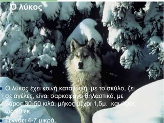 Ο λύκος
 Ο λύκος έχει κοινή καταγωγή με το σκύλο, ζει
σε αγέλες, είναι σαρκοφάγο θηλαστικό, με
βάρος 30-50 κιλά, μήκος μέχρι 1,5μ. και ύψος
ως 90 εκ.
 Γεννάει 4-7 μικρά.
 