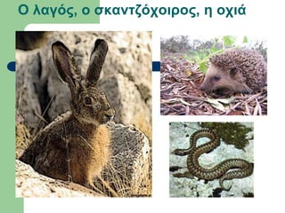 Ο λαγός, ο σκαντζόχοιρος, η οχιά
 