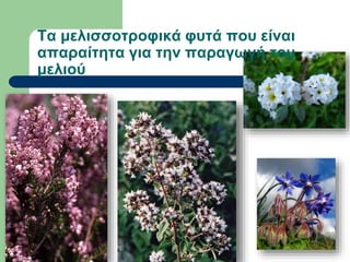 Τα μελισσοτροφικά φυτά που είναι
απαραίτητα για την παραγωγή του
μελιού
 