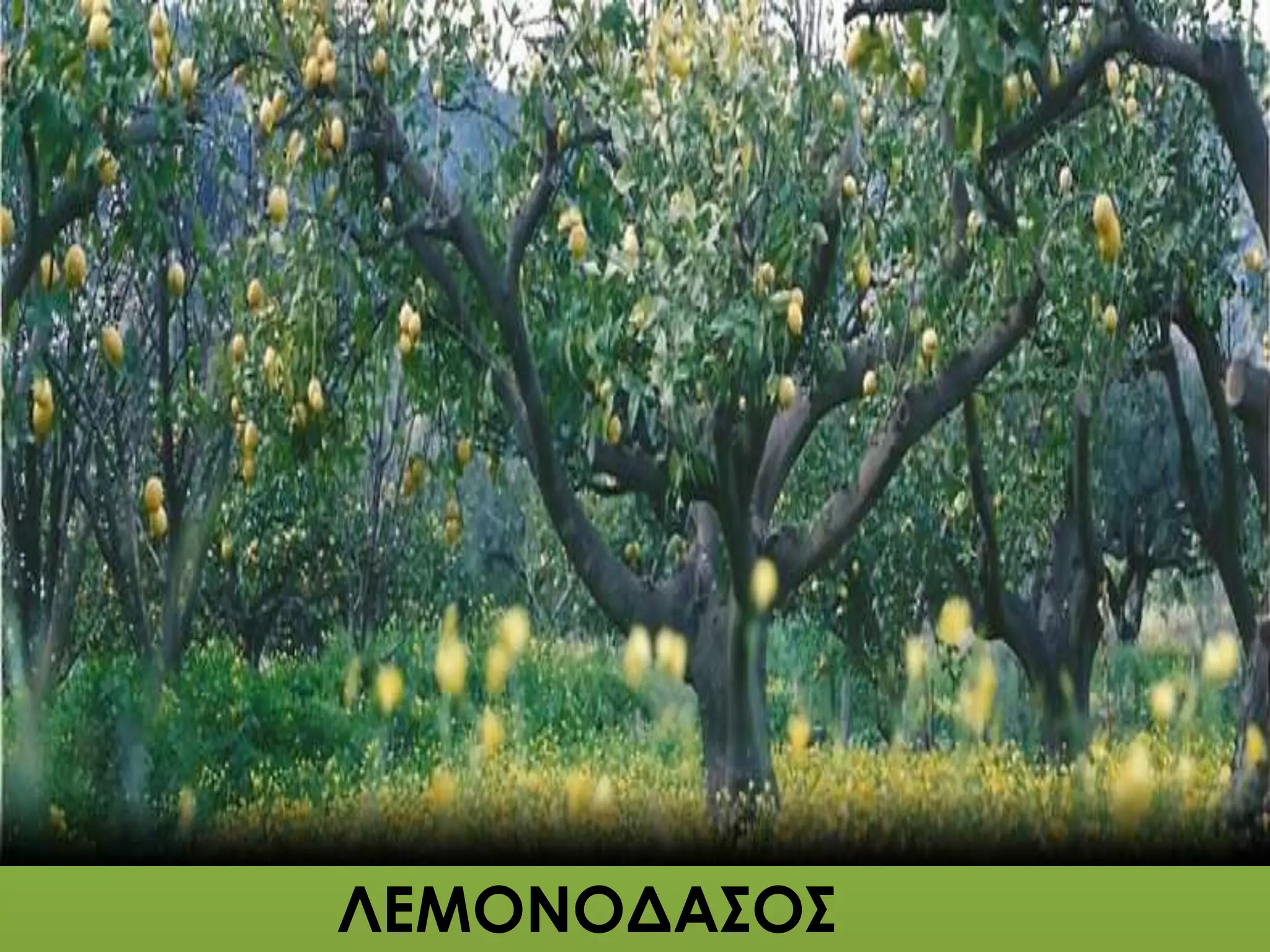 ΛΕΜΟΝΟΔΑΣΟΣ
 