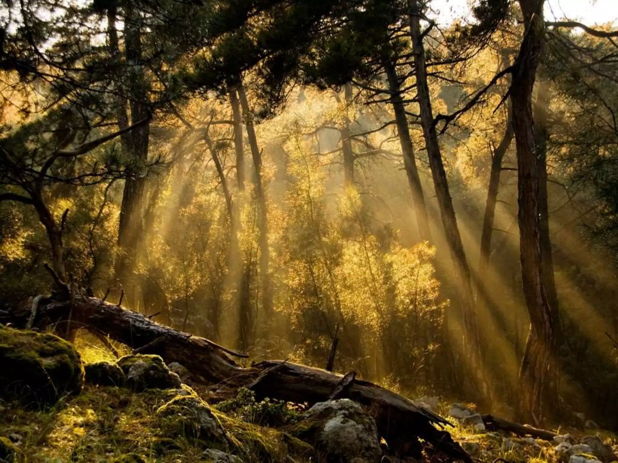 • εικονεςdasos_dadias.jpg
 