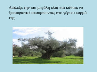 Διάλεξε την πιο μεγάλη ελιά και κάθισε να
ξεκουραστεί ακουμπώντας στο γέρικο κορμό
της.
 