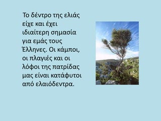 Το δέντρο της ελιάς
είχε και έχει
ιδιαίτερη σημασία
για εμάς τους
Έλληνες. Οι κάμποι,
οι πλαγιές και οι
λόφοι της πατρίδας
μας είναι κατάφυτοι
από ελαιόδεντρα.
 